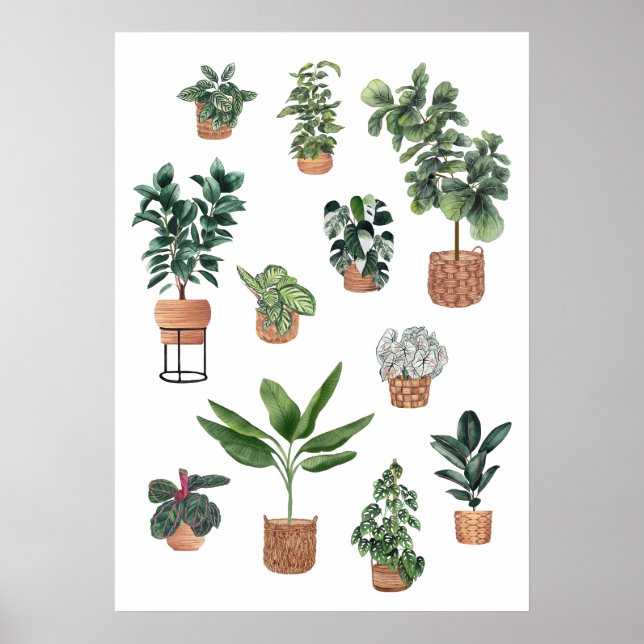 Sammlung von Pflanze 3 Poster (Vorne)