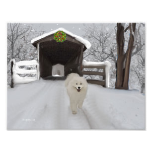 Samoyed 11" x 8,5", Kodak Pro. Foto Paper (Satin)