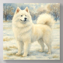 Samoyed