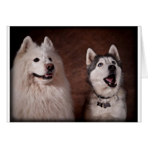 Samoyed and Husky