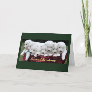 Samoyed Christmas Feiertagskarte