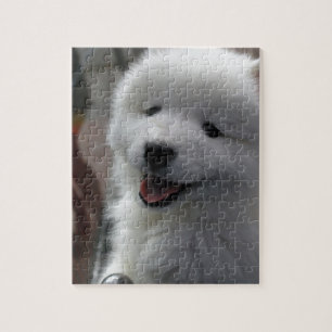 Samoyed Dog