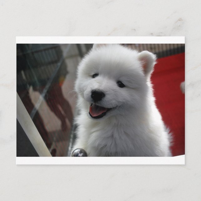Samoyed Dog Postkarte (Vorderseite)