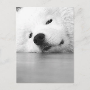 Samoyed-Foto-Hundeweiß Postkarte