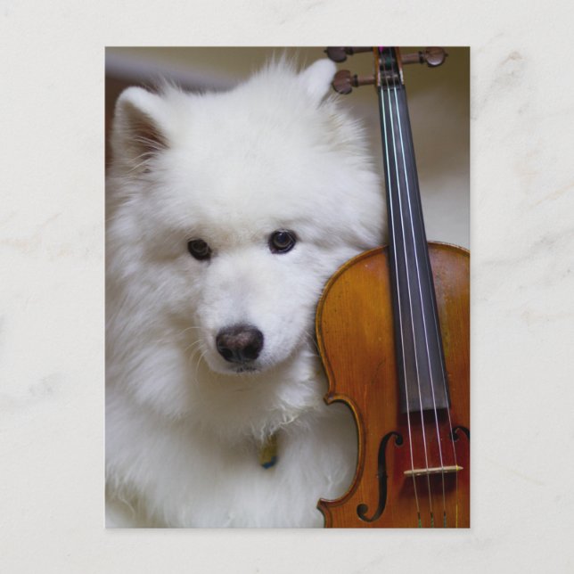 Samoyed Hund mit Violin Postcard Postkarte (Vorderseite)