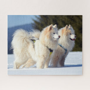 Samoyed Hunde im Schnee