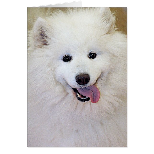 Samoyed-Hundezucht-Gruß/Mitteilungskarten (Vorne)