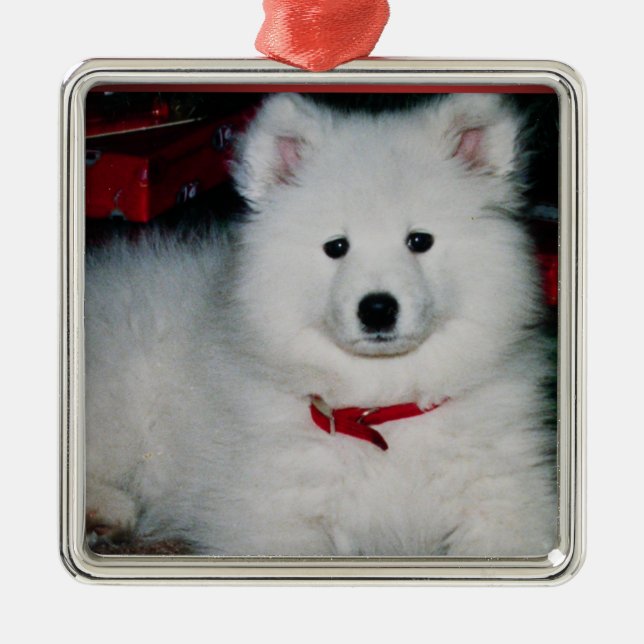 Samoyed Ornament (Vorne)