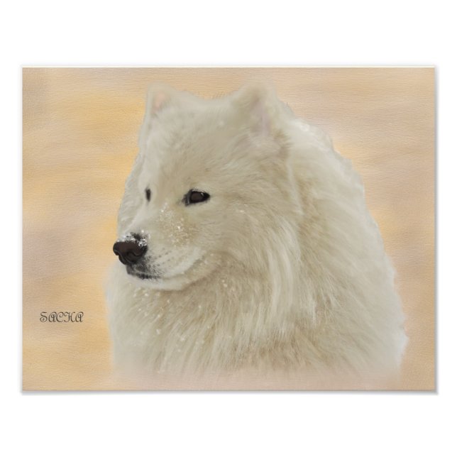 Samoyed Portrait 14X11 Kodak Qualitätspapier Fotodruck (Vorne)