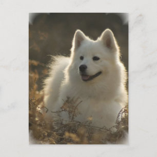 Samoyed Postcard Postkarte
