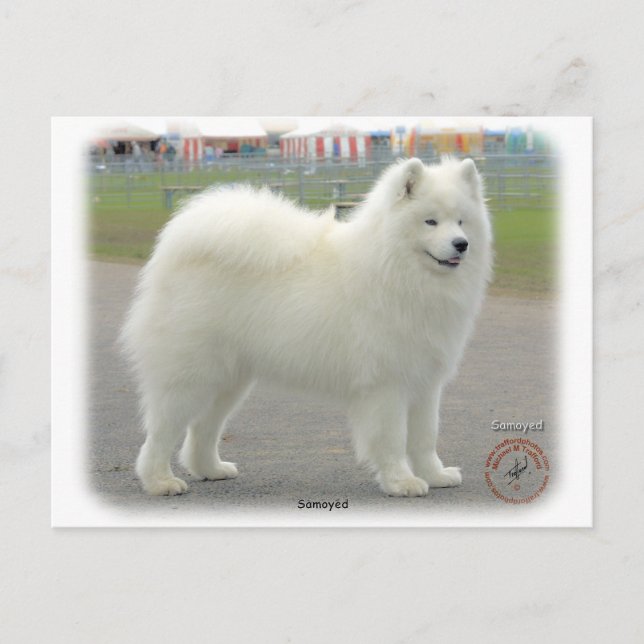 samoyed postkarte (Vorderseite)