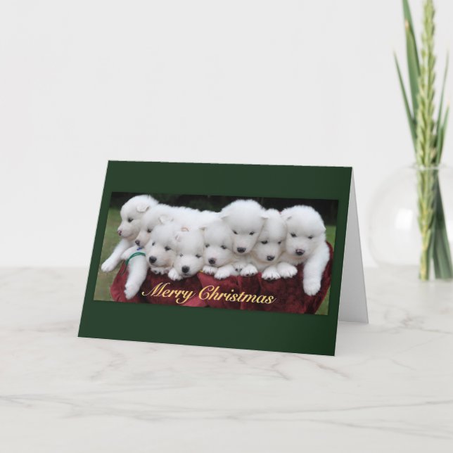 Samoyed Puppies (4 Wochenenden) Feiertagskarte (Vorderseite)