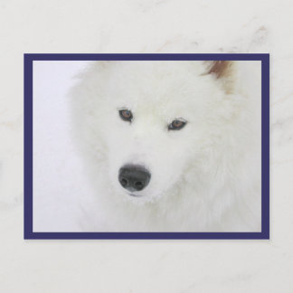Samoyed - PVSC - Schnee Postkarte