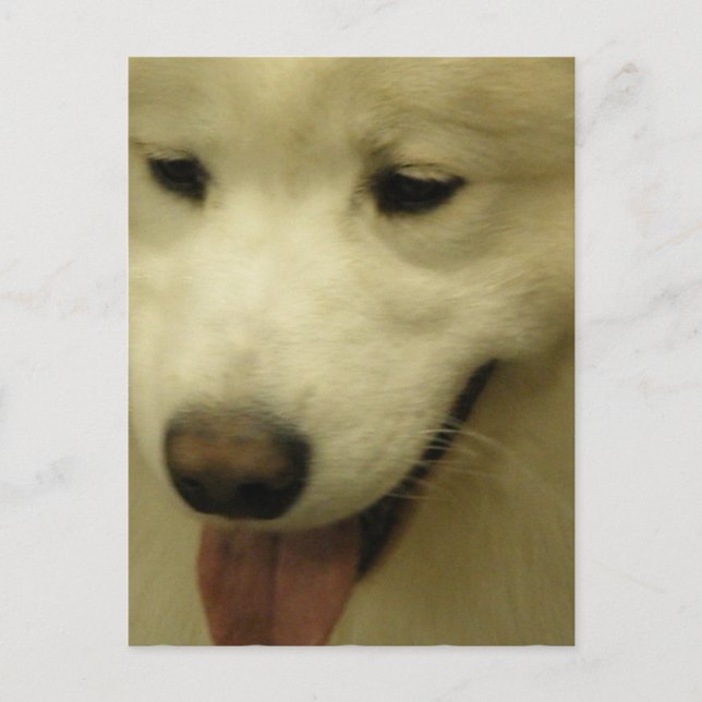 Samoyed Rescue Postcard Postkarte (Vorderseite)