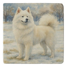 Samoyed