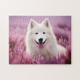 Samoyed und Heide