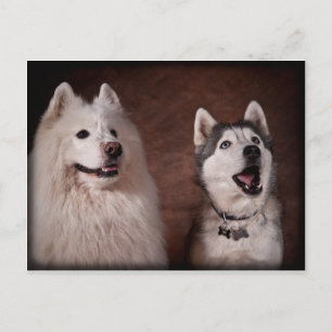 Samoyed und Husky Postkarte