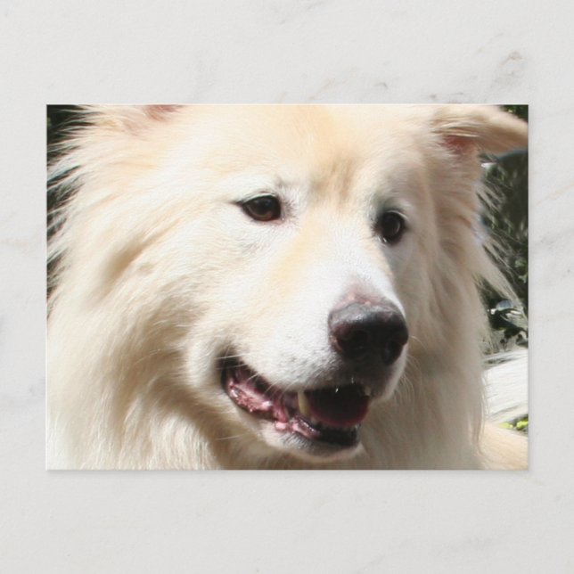 Samoyed Yukon 1 Postkarte (Vorderseite)