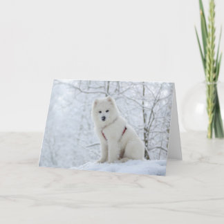 Samoyedhund Karte