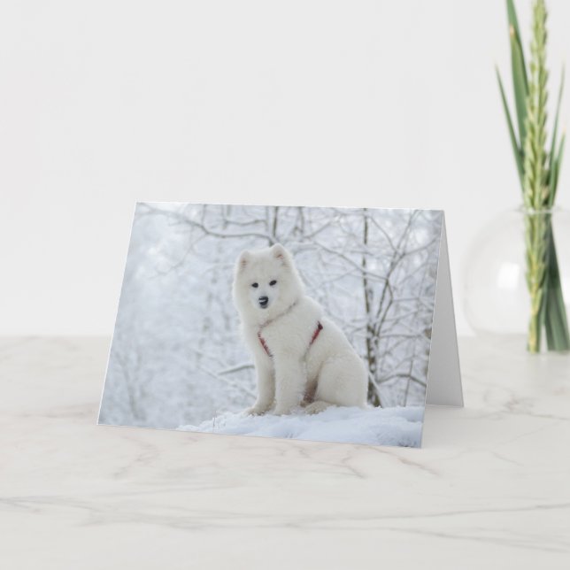 Samoyedhund Karte (Vorderseite)