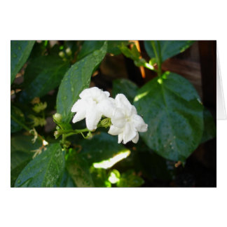Sampaguita-Karte