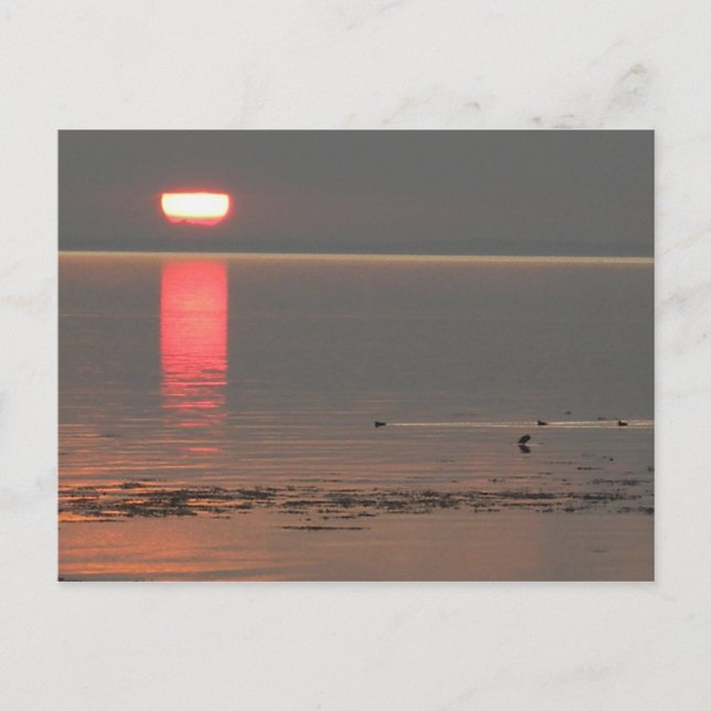 Samsø Island Denmark Photo Colette July 2009 Postkarte (Vorderseite)