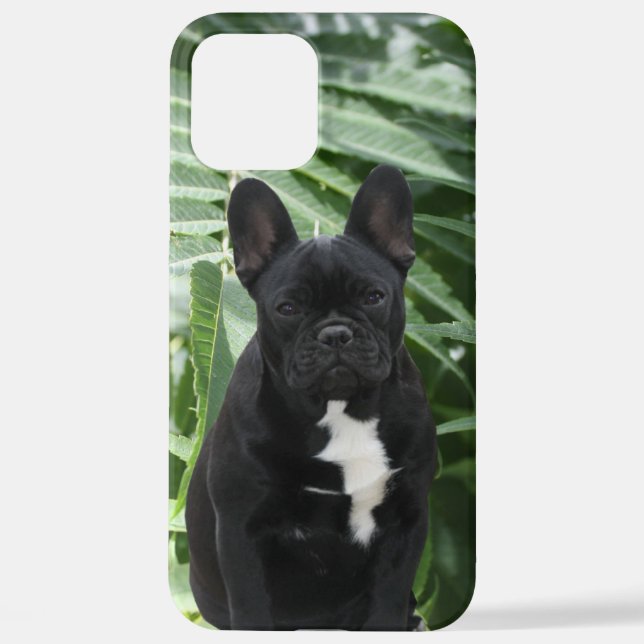 Samsung Galaxy Hülle französische Bulldogge  Samsu iPhone 12 Pro Max Hülle (Rückseite)