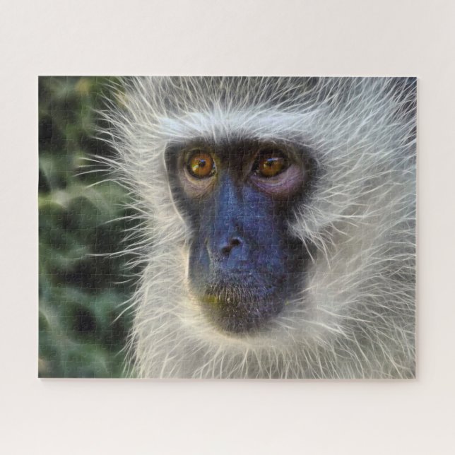 Samt-Affe. (Horizontal)