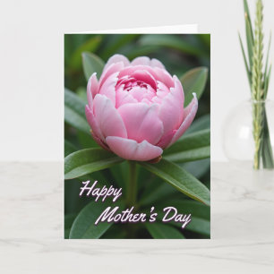 Samtige rosa Blumenkarte Karte