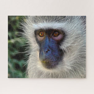 Samtmonkey.