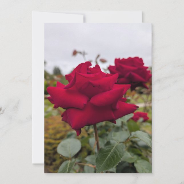 Samtrote Rose Einladung (Vorderseite)