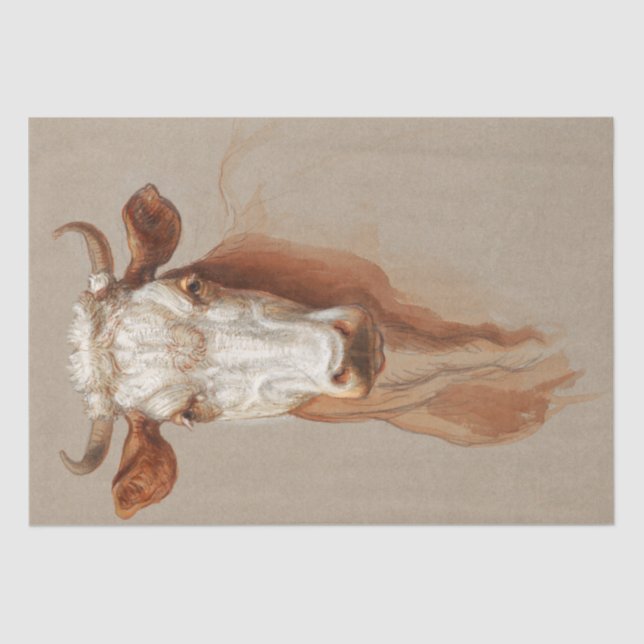 Samuel Colman | Zwei Studien über Rinder - 1876 Seidenpapier (Vorderseite)