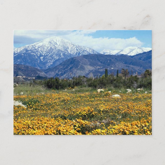 San Bernardino Berge, Schnee, Blume Postkarte (Vorderseite)