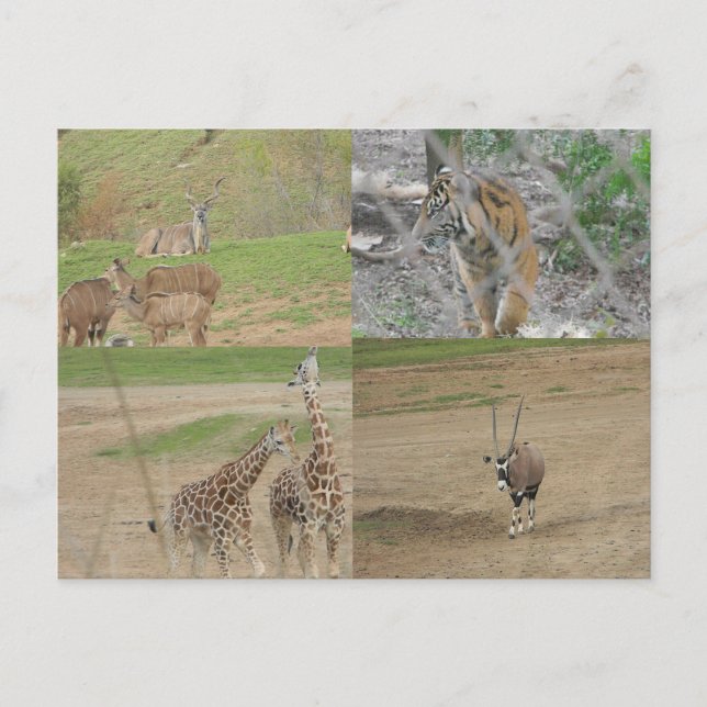 San Diego Safari Postkarte (Vorderseite)