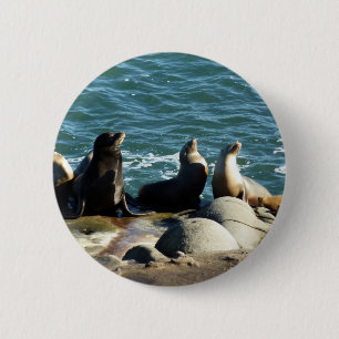 San Diego Sea Lions Button