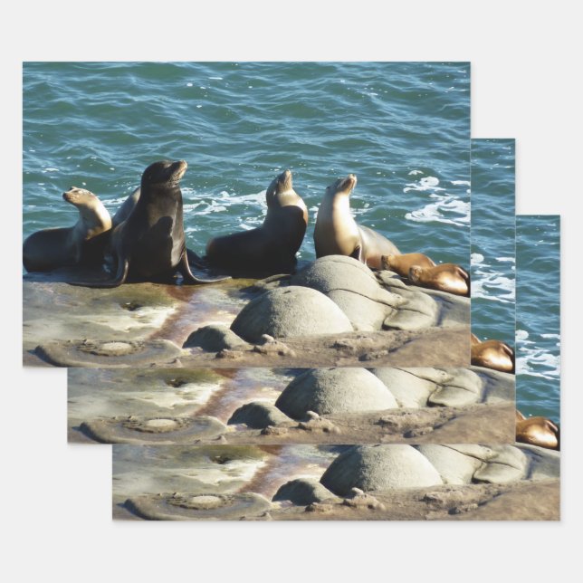 San Diego Sea Lions Geschenkpapier Set (Set)