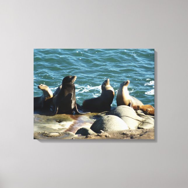 San Diego Sea Lions Leinwanddruck (Vorderseite)