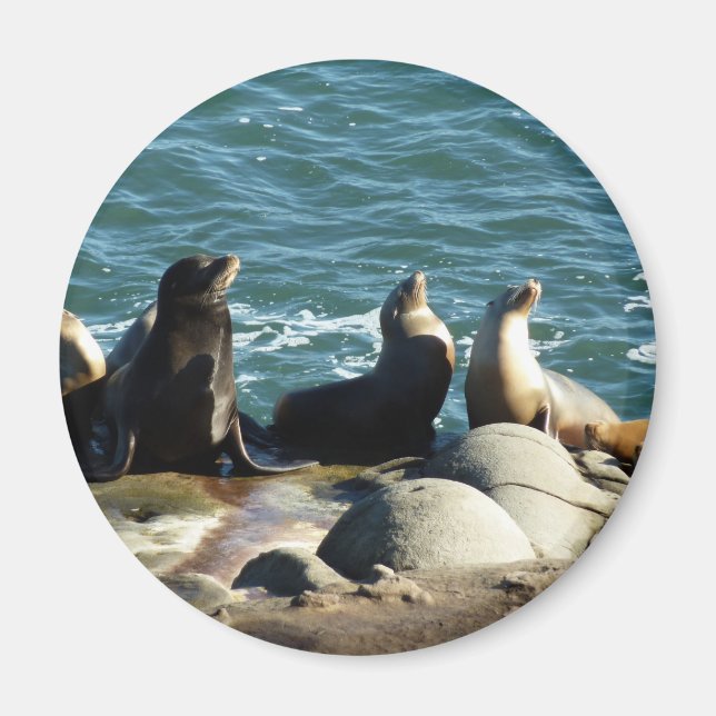 San Diego Sea Lions Magnet (Vorne)