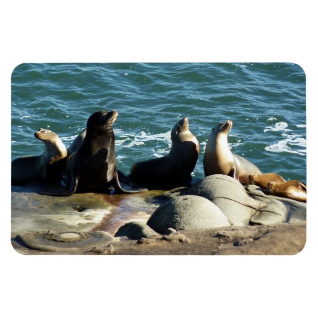 San Diego Sea Lions Magnet (Horizontal)