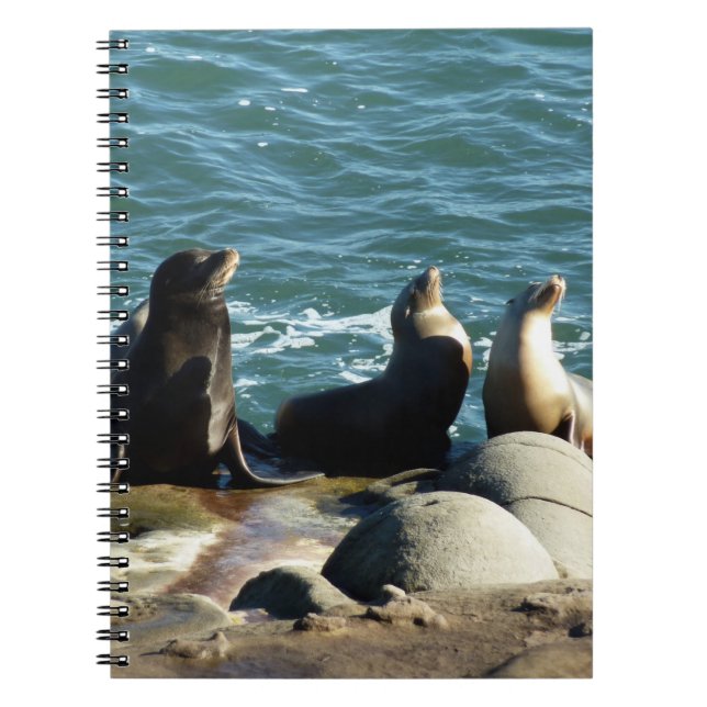 San Diego Sea Lions Notizblock (Vorderseite)