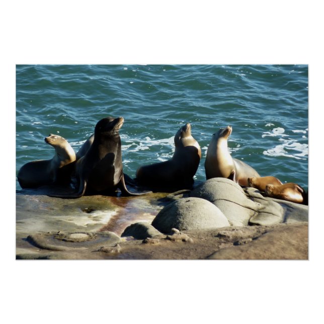 San Diego Sea Lions Poster (Vorderseite)