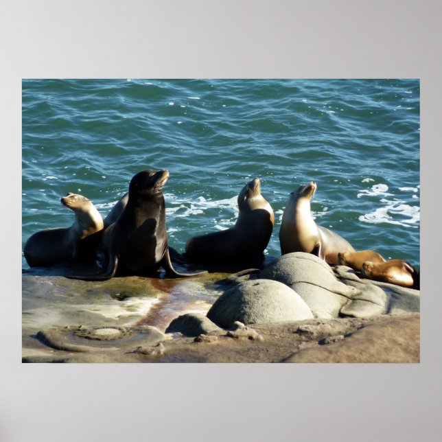 San Diego Sea Lions Poster (Vorne)
