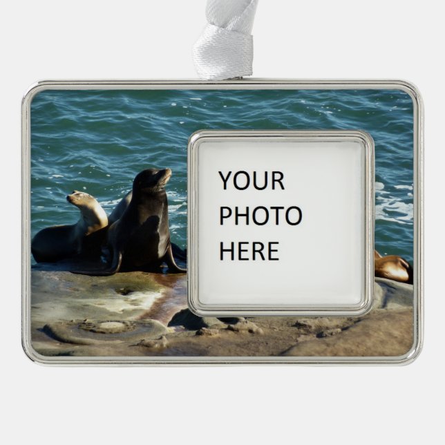 San Diego Sea Lions Rahmen-Ornament Silber (Vorderseite)