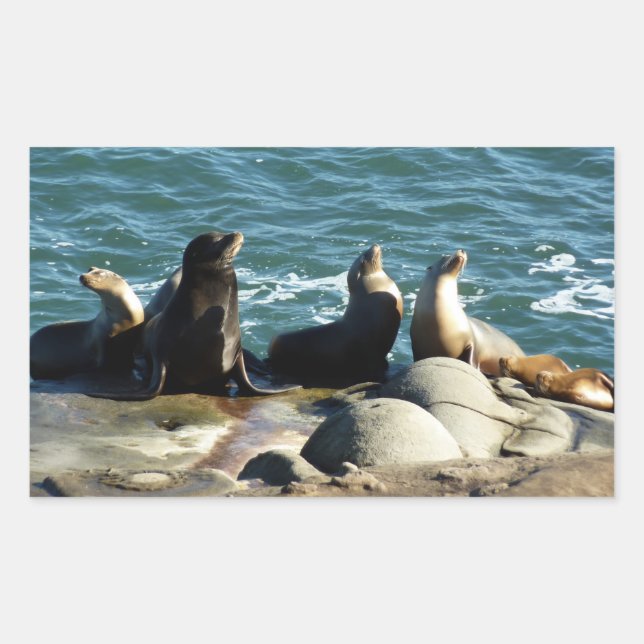 San Diego Sea Lions Rechteckiger Aufkleber (Vorderseite)