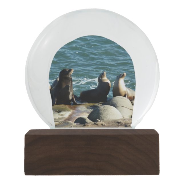 San Diego Sea Lions Schneekugel (Vorderseite)