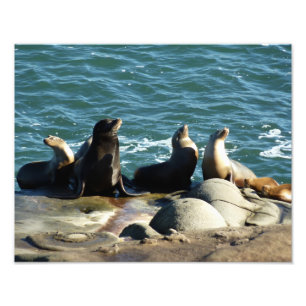 San Diego Seelöwen Fotodruck