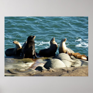 San Diego Seelöwen Poster