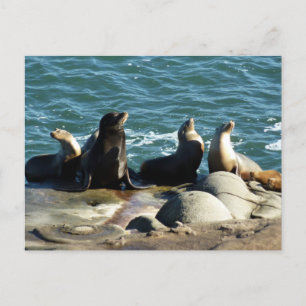 San Diego Seelöwen Postkarte