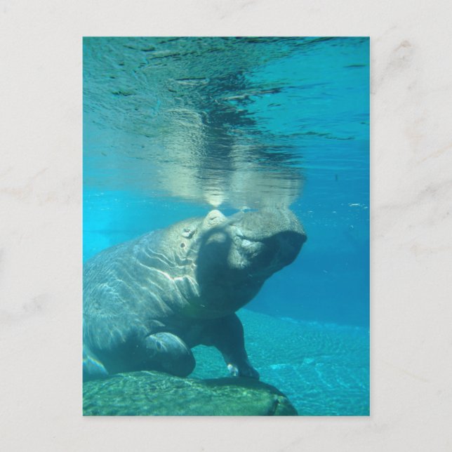 San Diego Zoo Postkarte (Vorderseite)