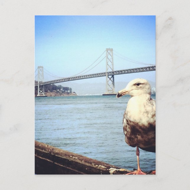 San Francisco Bay Bridge Seagull Postkarte (Vorderseite)